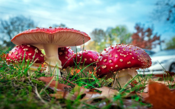 Картинка природа грибы +мухомор семейка грибная