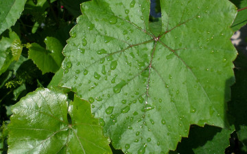 Картинка природа листья фон