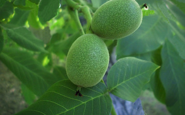 Картинка природа плоды грецкий орех