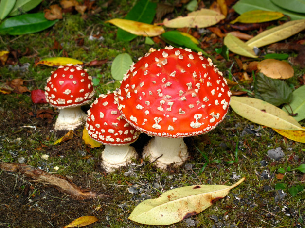 Обои картинки фото природа, грибы,  мухомор, грибок