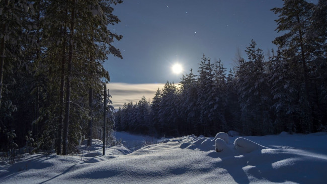 Обои картинки фото природа, лес, ночь