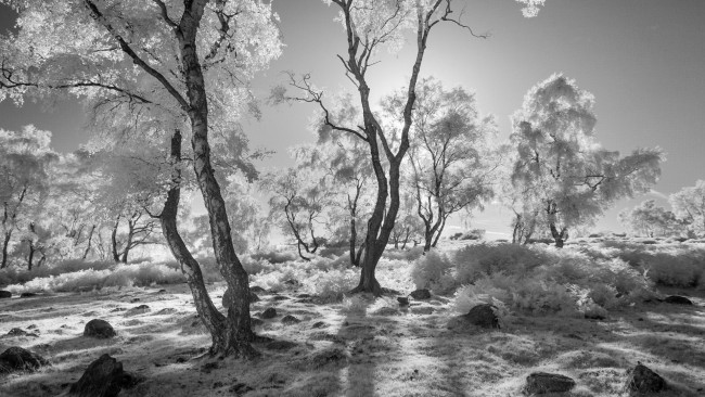 Обои картинки фото природа, зима, мороз