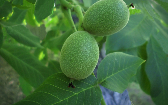 Обои картинки фото природа, плоды, грецкий, орех