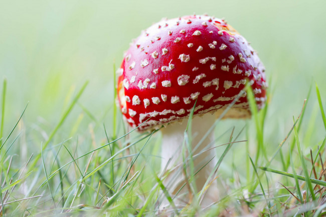 Обои картинки фото природа, грибы,  мухомор, грибок
