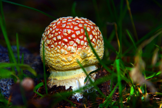 Обои картинки фото природа, грибы,  мухомор, грибок