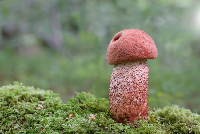 Обои картинки фото природа, грибы, грибок