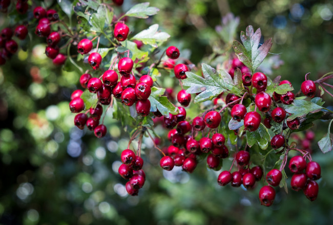 Обои картинки фото природа, Ягоды, ягоды