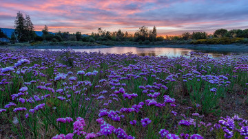 Картинка природа луга пруд луг цветы