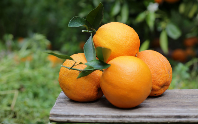 Обои картинки фото еда, цитрусы, апельсины