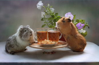 Картинка животные морские+свинки +хомяки морские свинки