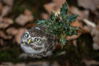 Картинка животные совы сова