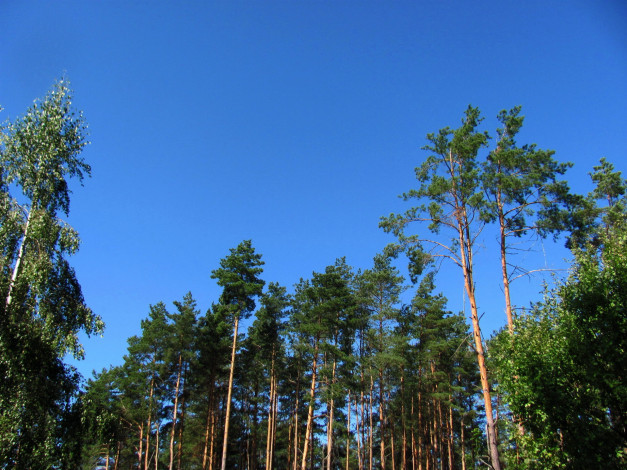 Обои картинки фото природа, деревья, сосны