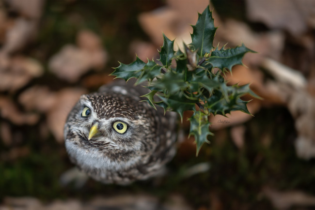 Обои картинки фото животные, совы, сова