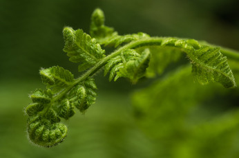 Картинка природа листья папоротник