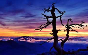 Картинка природа деревья закат дерево