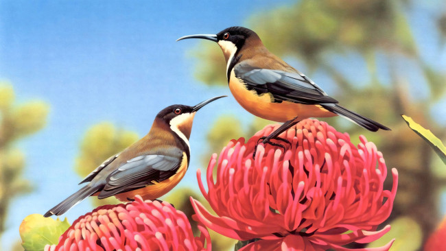 Обои картинки фото 295476, рисованное, животные,  птицы, птица