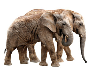 обоя животные, слоны, пара