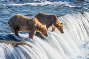 обоя животные, медведи