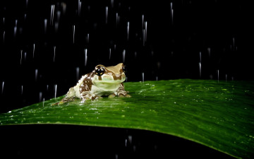 обоя животные, лягушки, лягушка