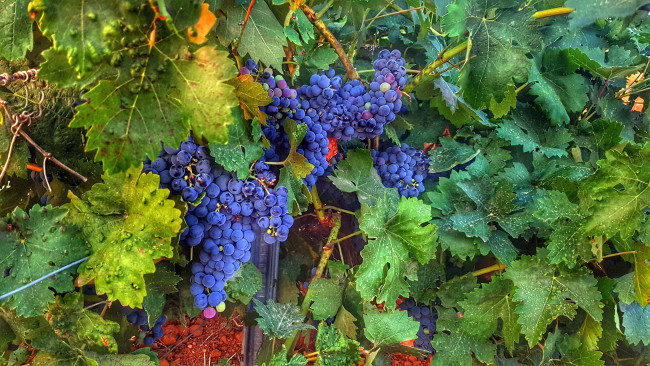 Обои картинки фото природа, ягоды,  виноград, грозди, виноград