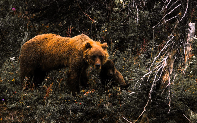 Обои картинки фото животные, медведи, медведица, медвежонок, кусты, деревья, лес