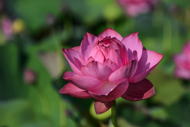 Обои картинки фото цветы, лотосы, розовый, лотос, макро