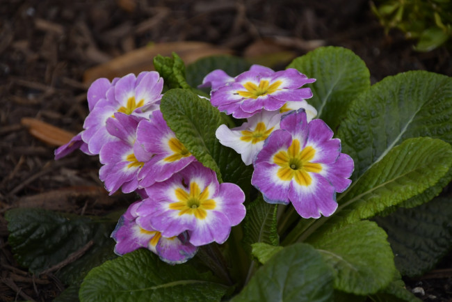 Обои картинки фото цветы, примулы, первоцвет