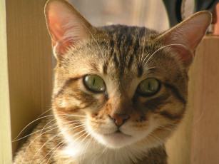 Картинка сева животные коты