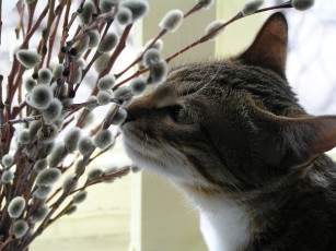 Картинка сева животные коты