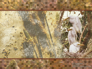 Картинка животные цапли