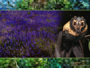 Картинка животные летучие мыши