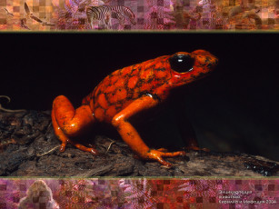 Картинка животные лягушки