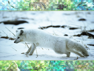 Картинка животные песцы