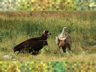 Картинка животные птицы хищники