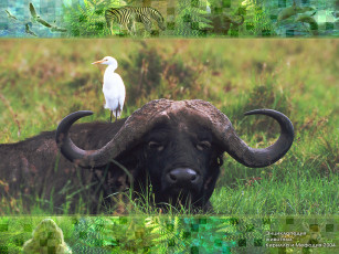 Картинка животные разные вместе