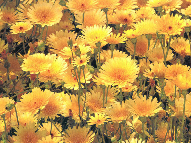 Обои картинки фото цветы, луговые, полевые