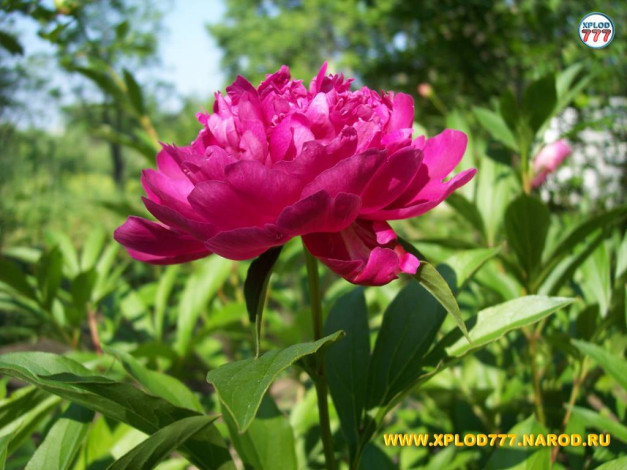 Обои картинки фото цветы, пионы