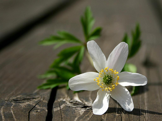 Обои картинки фото цветы, ветреницы, печёночницы