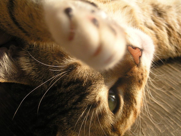 Обои картинки фото сева, животные, коты