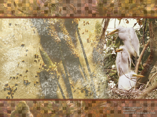 Обои картинки фото животные, цапли