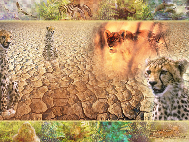 Обои картинки фото животные, гепарды