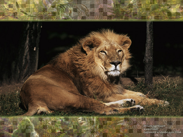 Обои картинки фото животные, львы