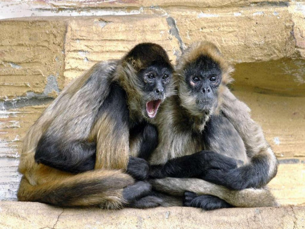 Обои картинки фото животные, обезьяны