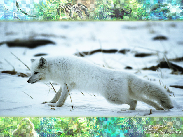 Обои картинки фото животные, песцы