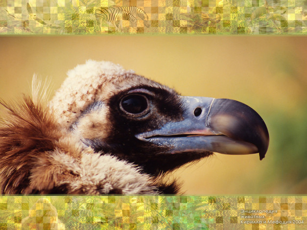 Обои картинки фото животные, птицы, хищники