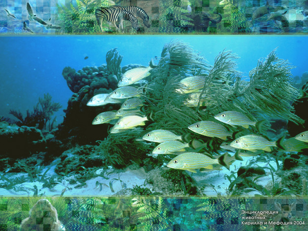 Обои картинки фото животные, рыбы
