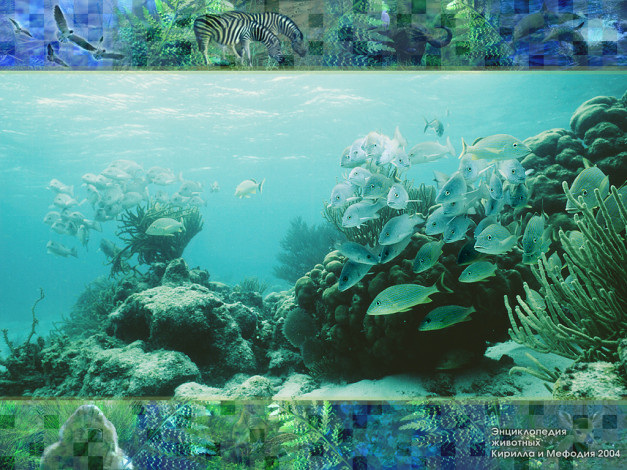 Обои картинки фото животные, рыбы