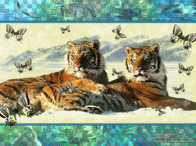 Обои картинки фото животные, тигры