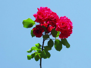 Картинка цветы розы