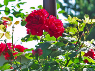 обоя цветы, розы